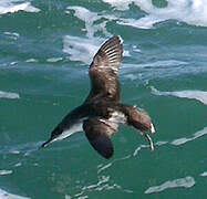 Yelkouan Shearwater