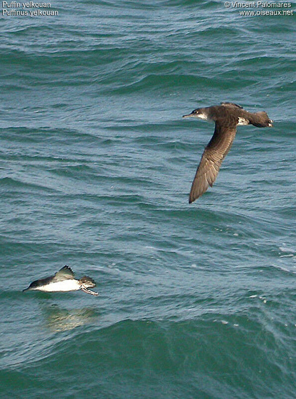 Yelkouan Shearwater