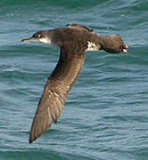 Yelkouan Shearwater