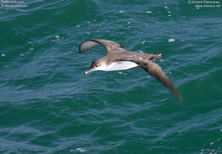 Yelkouan Shearwater