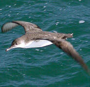 Yelkouan Shearwater