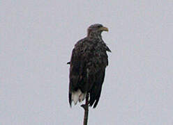 White-tailed Eagle