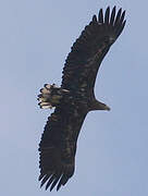 White-tailed Eagle