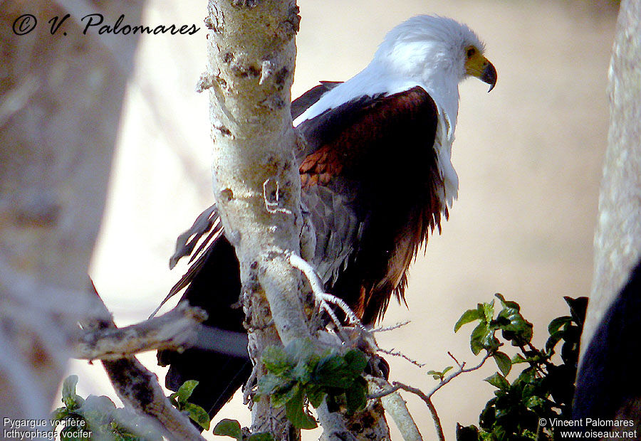 African Fish Eagle