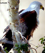 African Fish Eagle