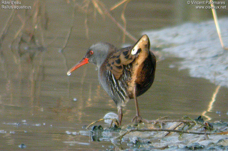 Water Rail