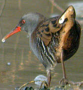 Water Rail