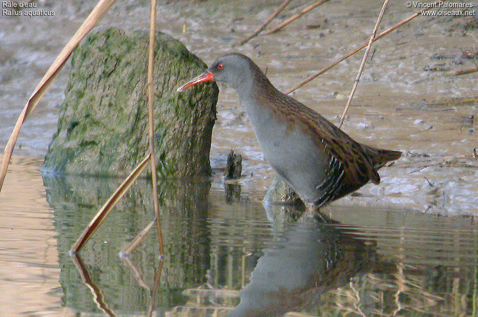 Water Rail