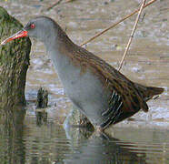 Water Rail