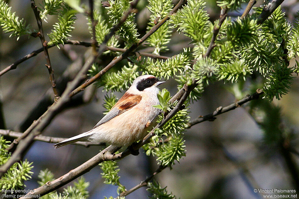 Eurasian Penduline Tit