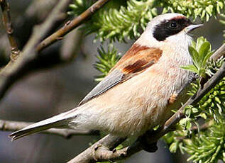 Rémiz penduline