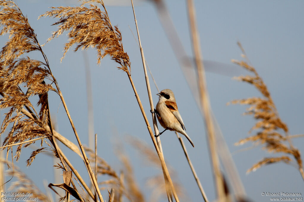 Eurasian Penduline Tit