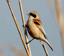 Eurasian Penduline Tit