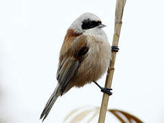 Eurasian Penduline Tit