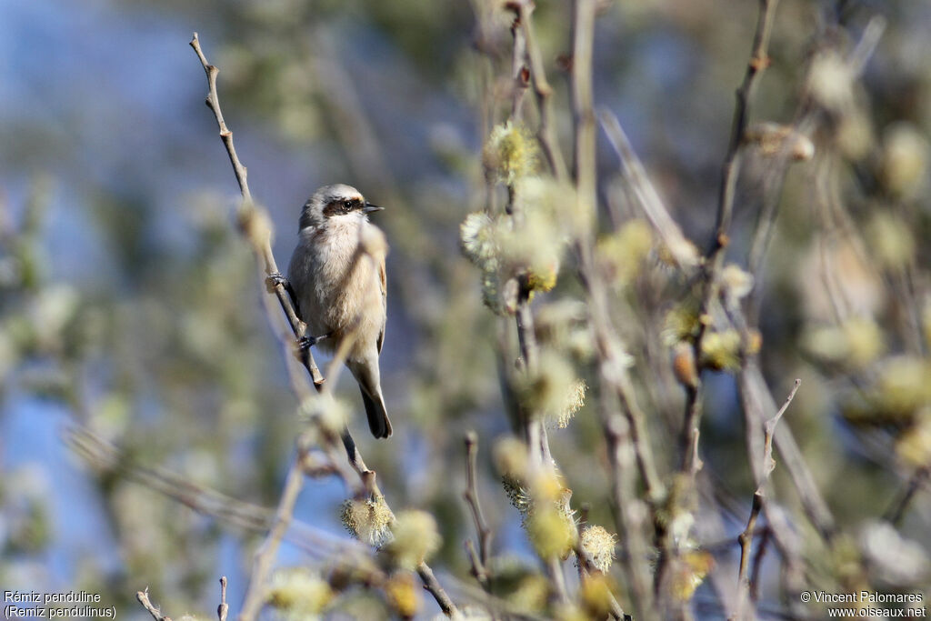 Eurasian Penduline Tit