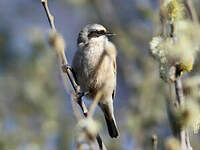 Rémiz penduline