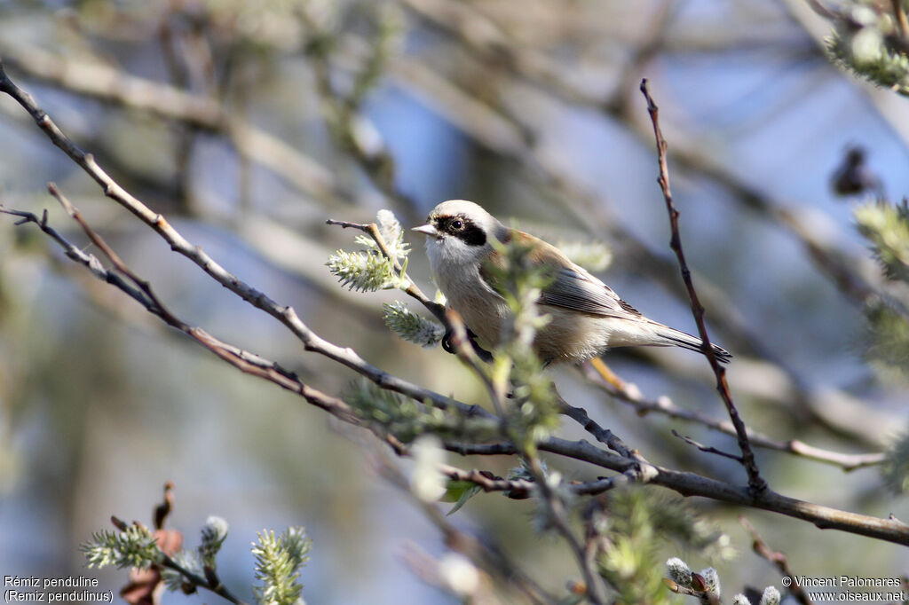 Eurasian Penduline Tit