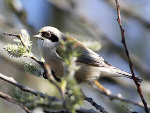 Rémiz penduline