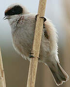 Eurasian Penduline Tit