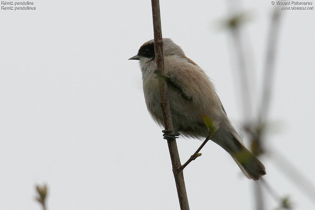 Eurasian Penduline Tit