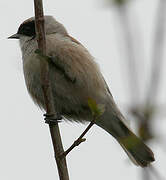 Rémiz penduline