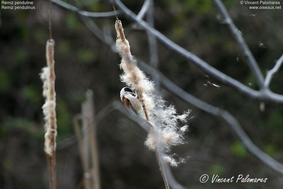 Rémiz penduline