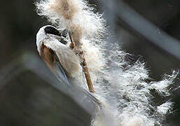 Eurasian Penduline Tit