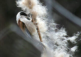 Rémiz penduline