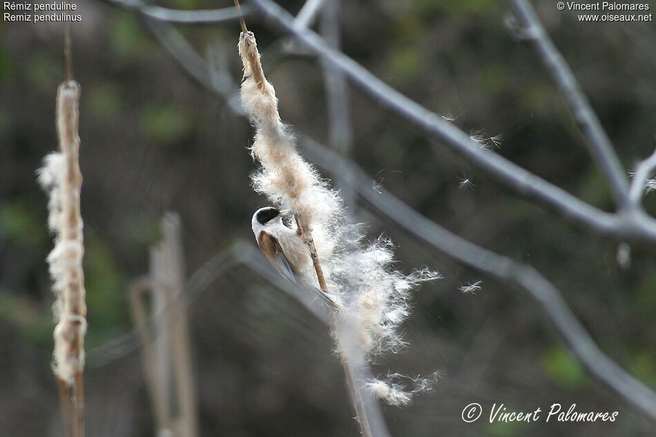 Eurasian Penduline Tit