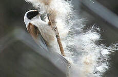 Rémiz penduline