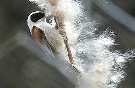 Eurasian Penduline Tit