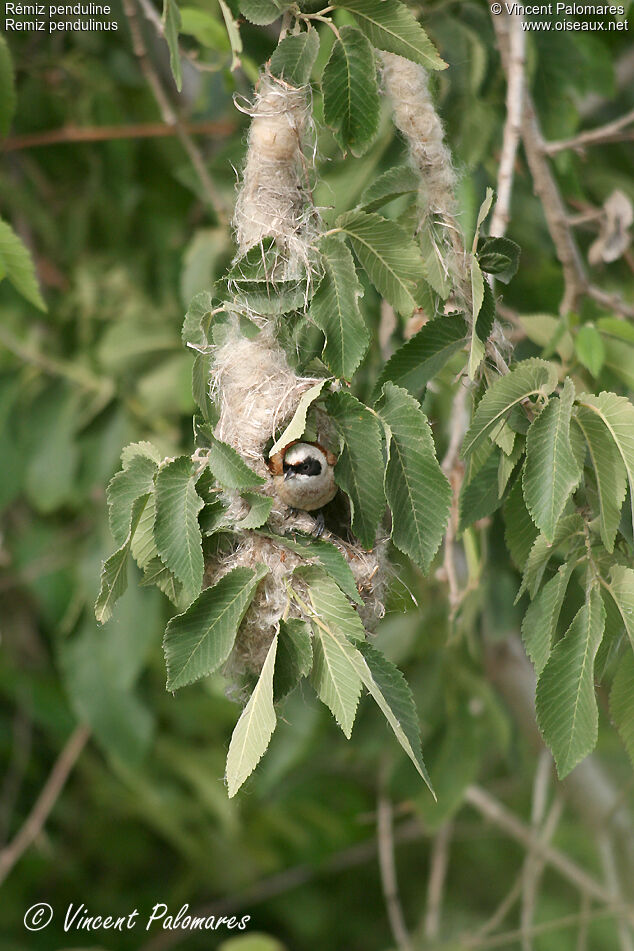 Eurasian Penduline Titadult, Reproduction-nesting