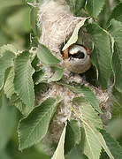 Eurasian Penduline Tit