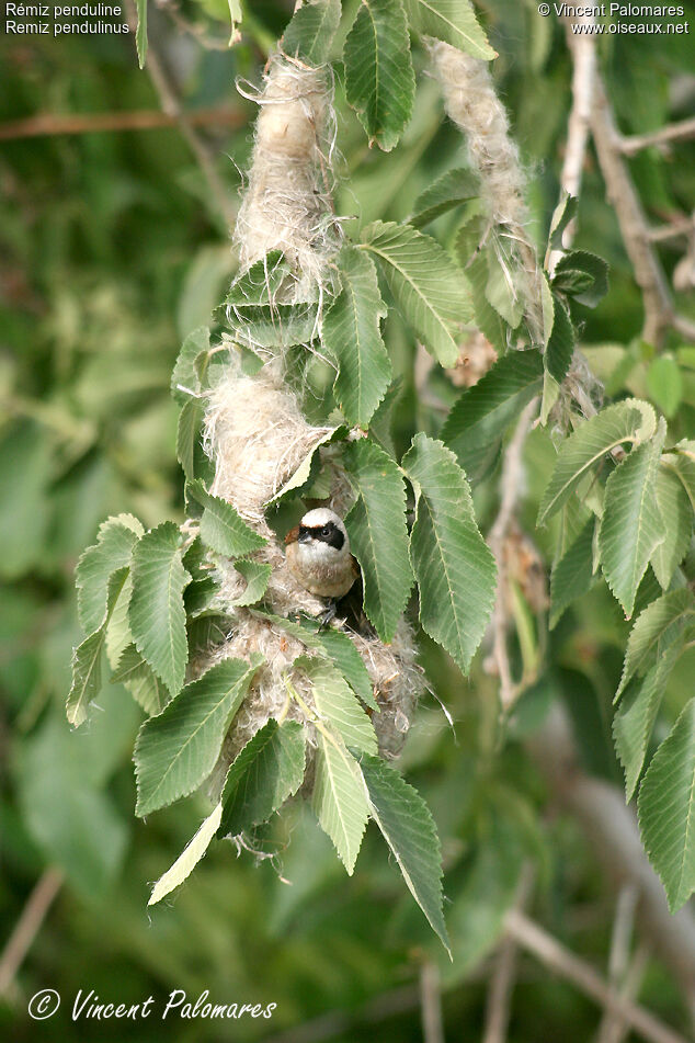 Eurasian Penduline Titadult, Reproduction-nesting