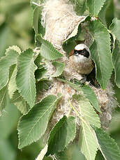 Rémiz penduline