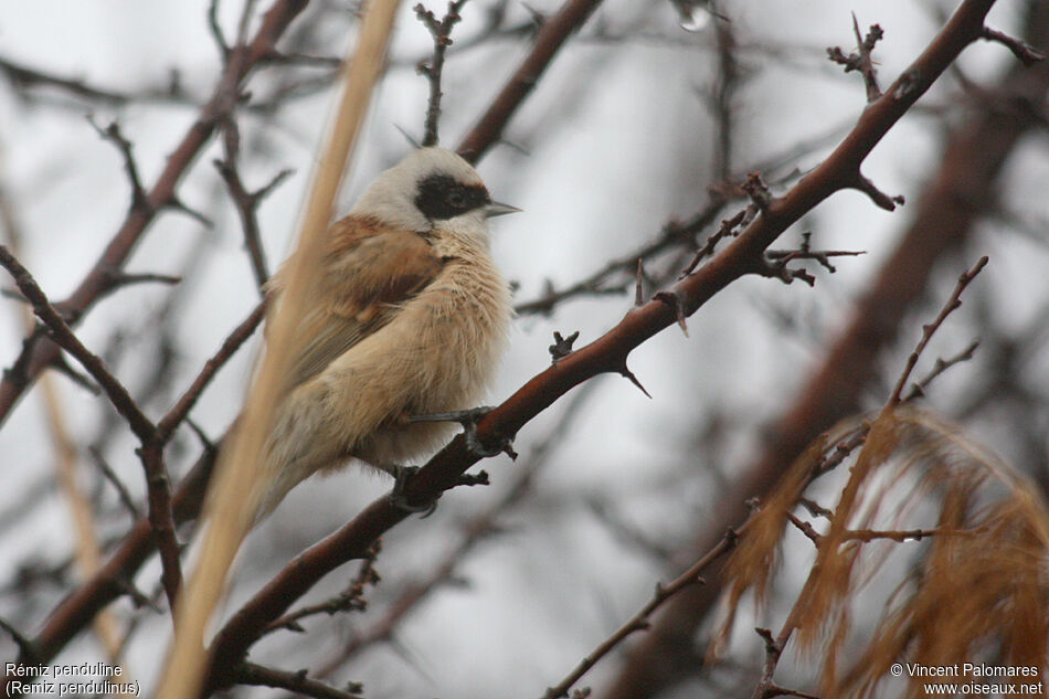 Eurasian Penduline Tit