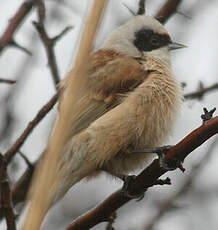 Rémiz penduline