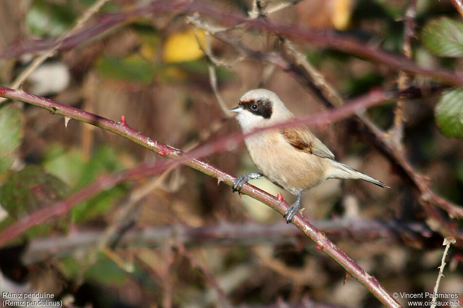 Rémiz penduline