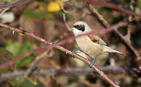 Eurasian Penduline Tit