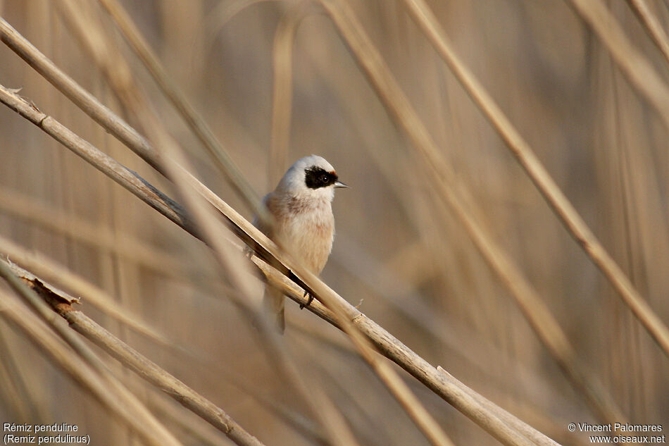 Eurasian Penduline Tit