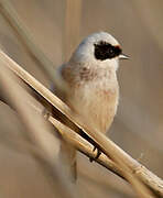 Rémiz penduline