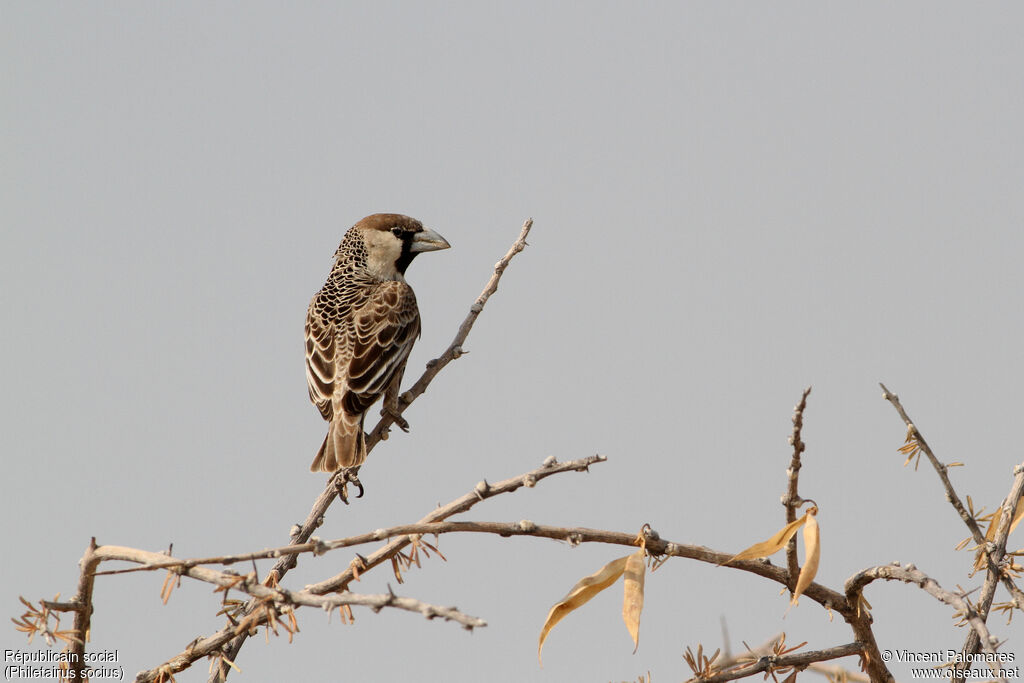 Sociable Weaver