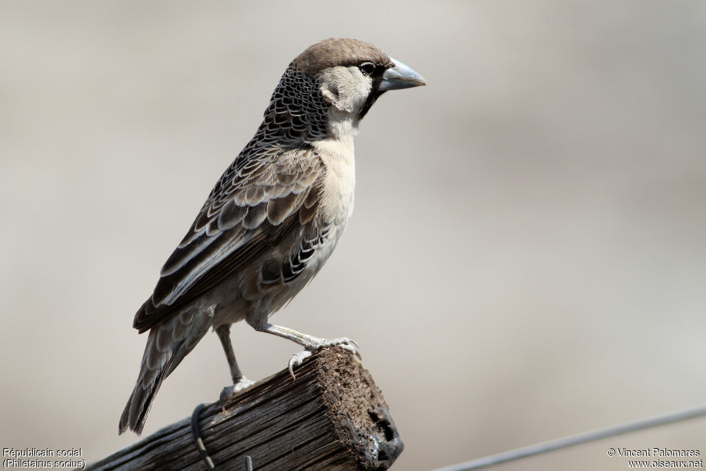 Sociable Weaver