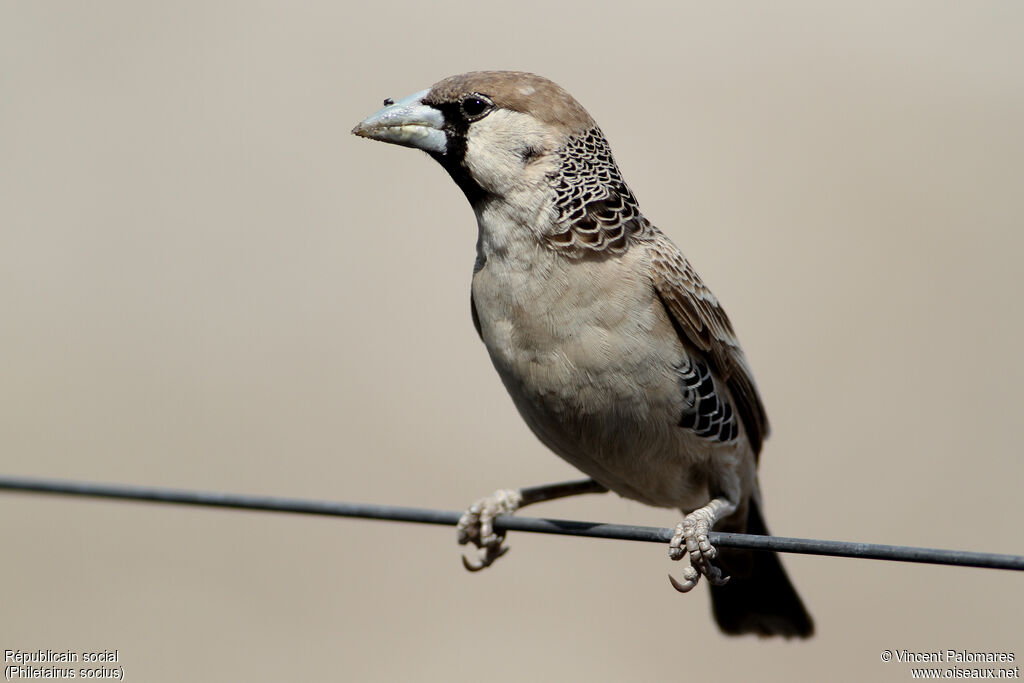 Sociable Weaver