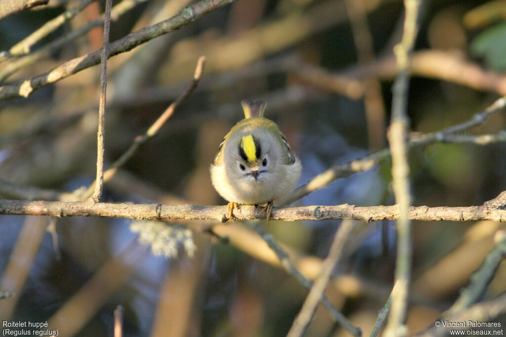 Goldcrest