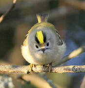 Goldcrest