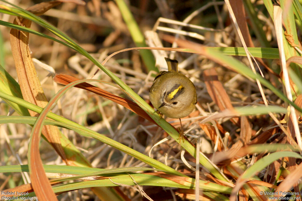 Goldcrest