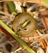 Goldcrest