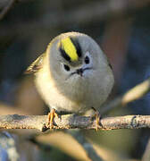 Goldcrest