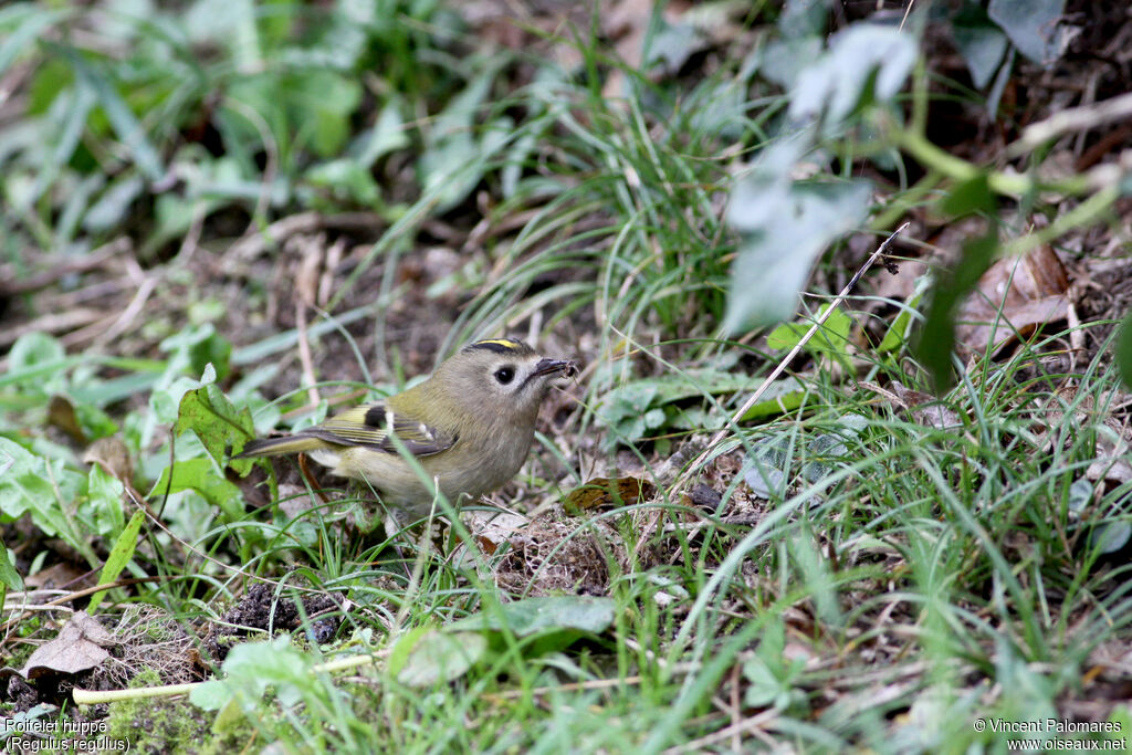 Goldcrest